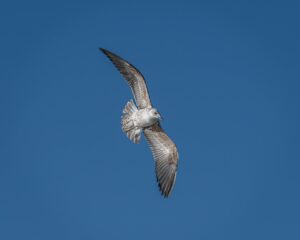 鳥